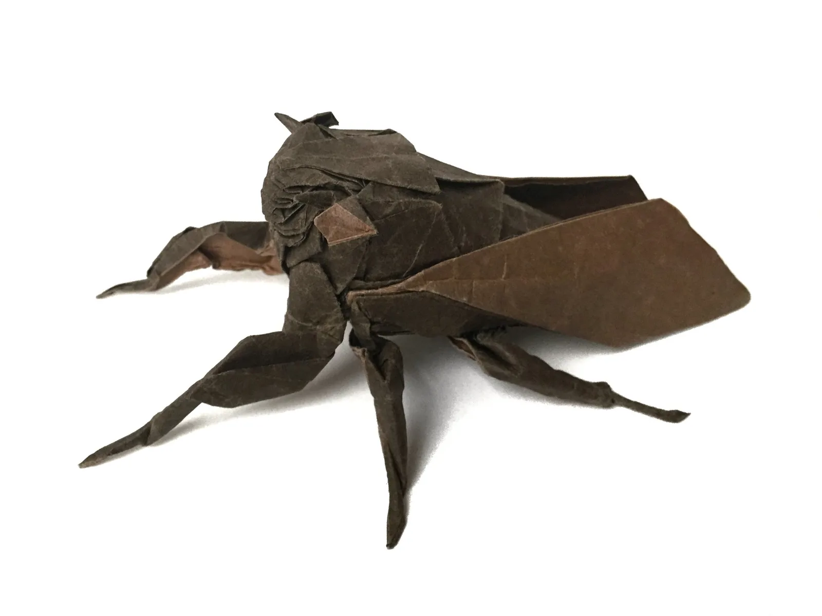 Cicada