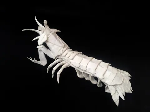 Mantis Shrimp