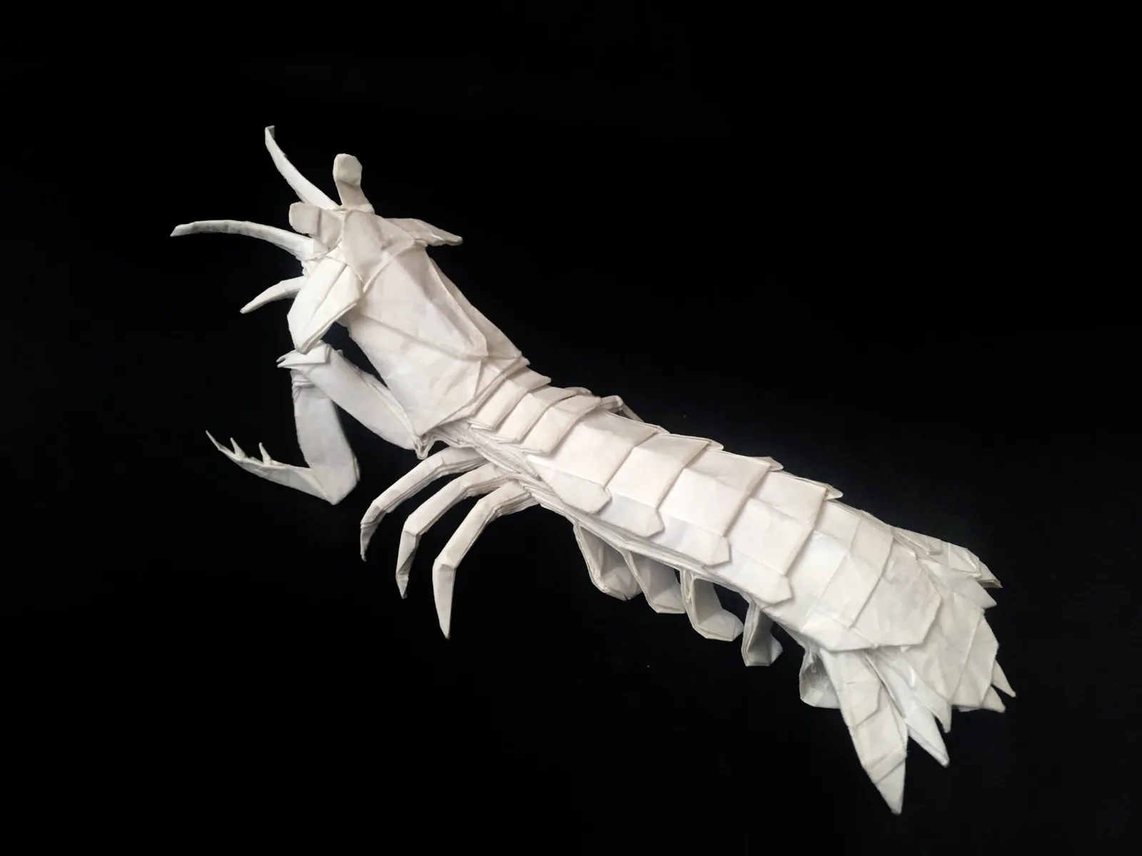 Mantis Shrimp