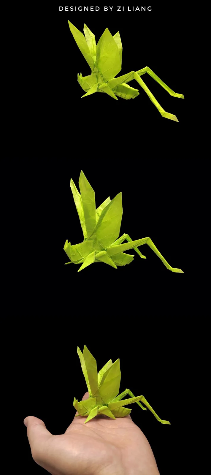 Migratory Locust