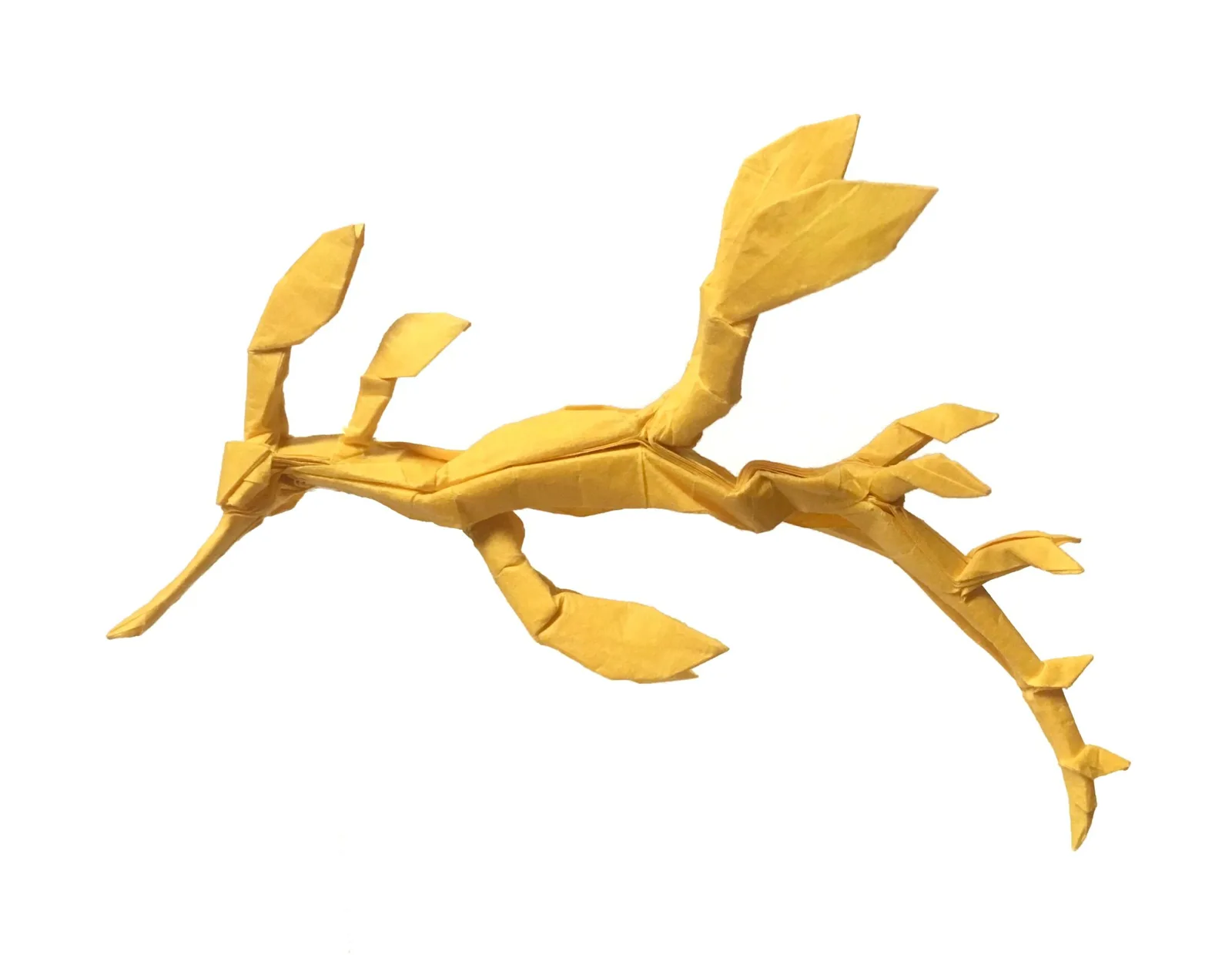 Weedy Sea Dragon