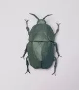 Little beetle (PD)