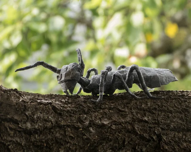 Ant
