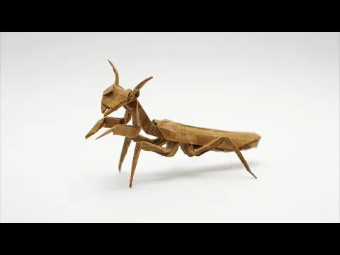 Praying Mantis