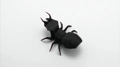 Ant