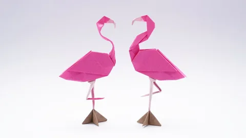 Flamingo 🦩