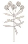 Oleander