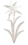 Edelweiss