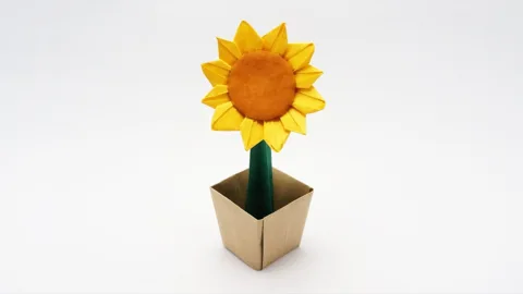 Sunflower 🌻