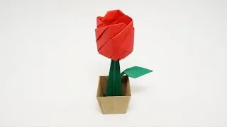Rose In A Pot