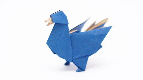 Duck