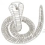 Cobra
