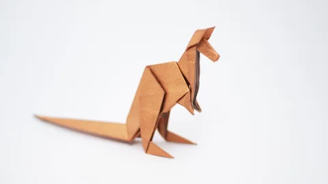 Kangaroo