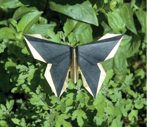 Butterfly - Jan Polish