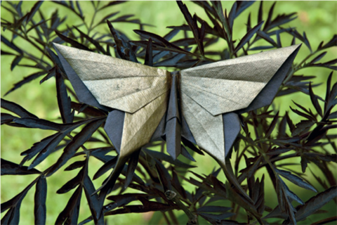Butterfly - Guy Kawasaki