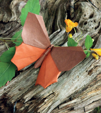 Butterfly - Question Mark