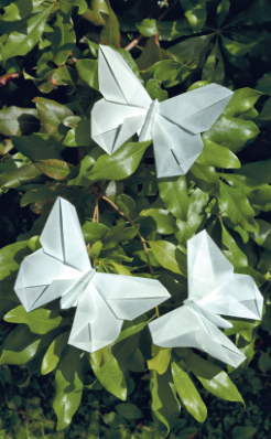 Butterfly - V'Ann