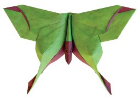 Moth - Mudarri Luna