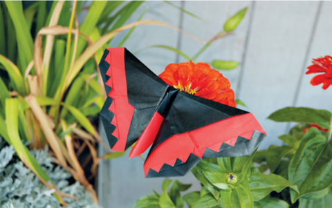 Butterfly - Russell Cashdollar