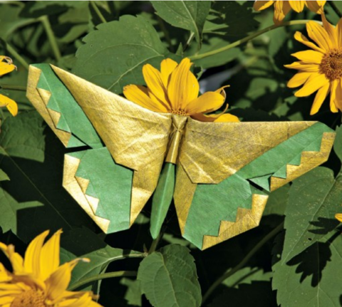 Butterfly - Russell Cashdollar