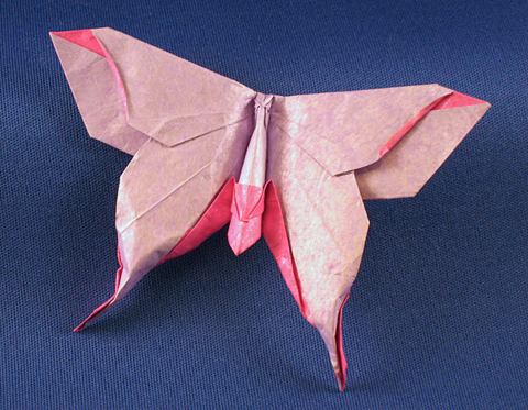 Moth - Mudarri Luna