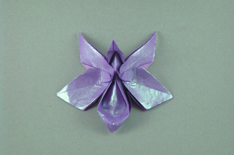 Munich orchid and leaf