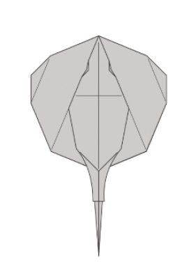 Freshwater stingray