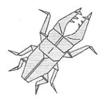 Stag beetle