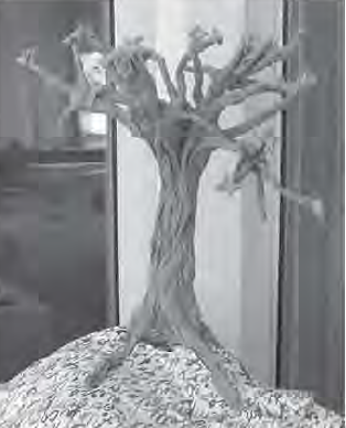 Tree - Right first time