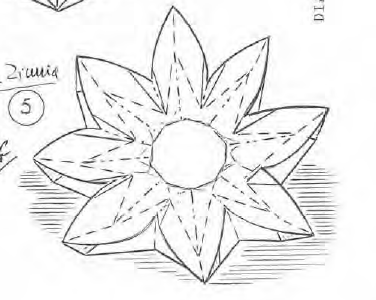 Zinnia flower B
