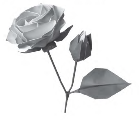 Rose with base and leaves