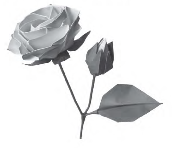 Rose with base and leaves