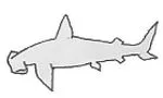 Hammerhead shark
