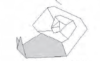 Snail