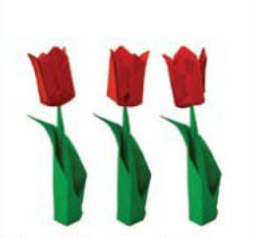 Tulip