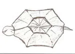 Tortoise dish
