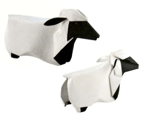 Sheep