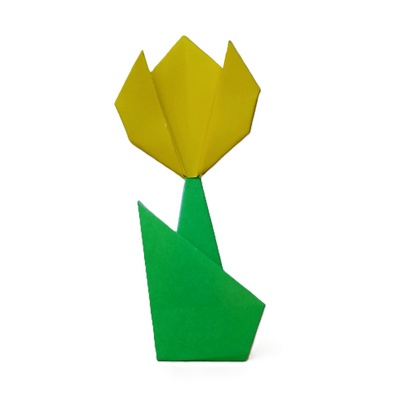Tulip