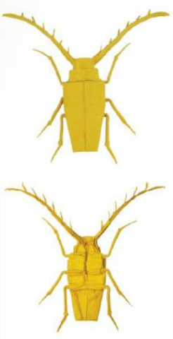 Frilled longhorn beetle