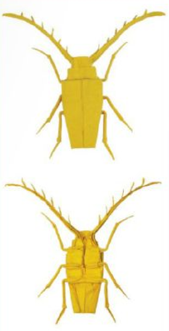 Frilled longhorn beetle