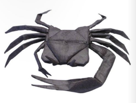 Fiddler crab