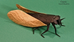 Cicada