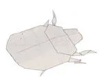 Beetle - fat