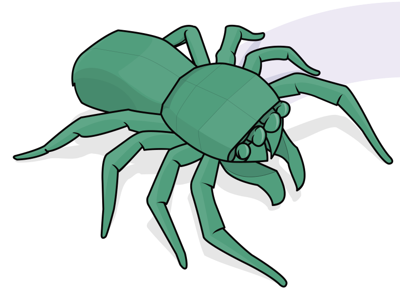 Jumping spider