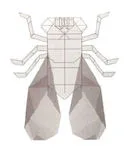 Fly with transparent wings