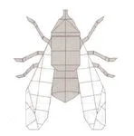 Fly 2