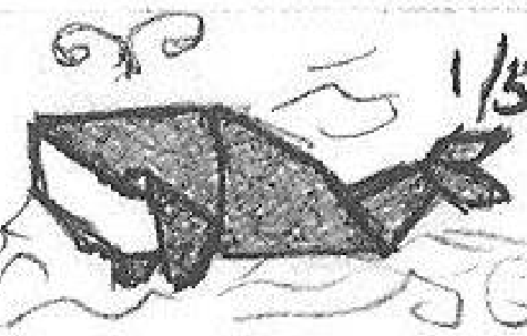 Whale