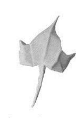 Ivy leaf