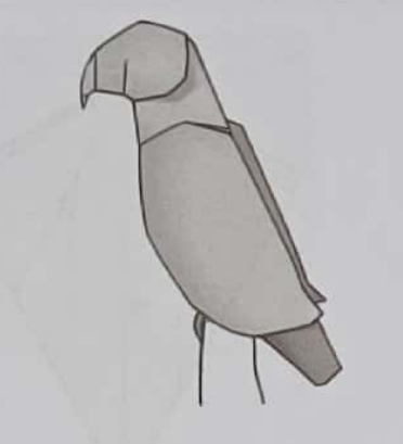 Gray parrot