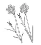 Agrostemma githago